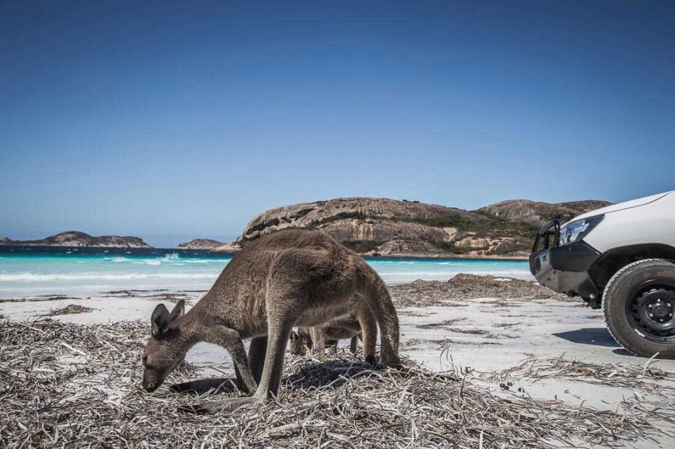 Lucky Bay Der schönste Strand Australiens travel loves photography