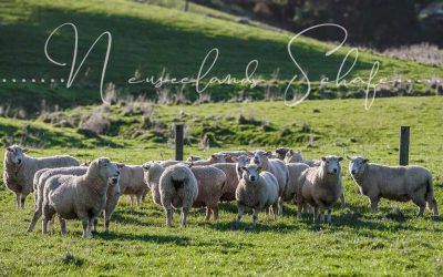 Die Schafe und Blow Hole in Neuseeland