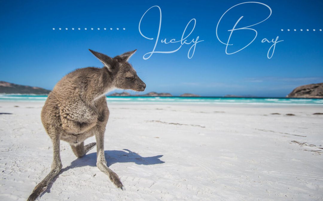 Känguru am Strand in Australien Lucky Bay