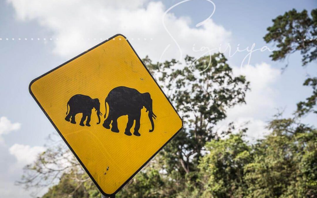 Sigiriya – Elephants are crossing
