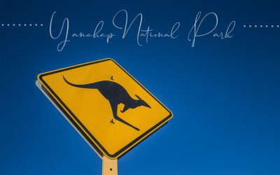 Yanchep National-Park und Koalas
