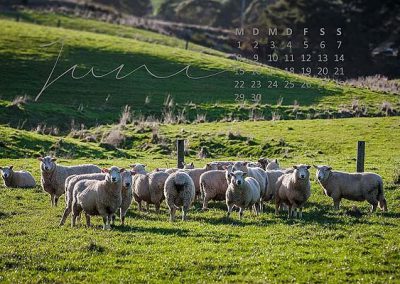 Schafe auf grüner Wiese in Neuseeland