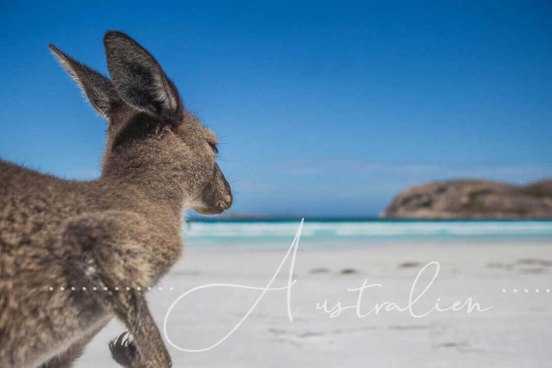 Känguru am weißen Sandstrand in Australien