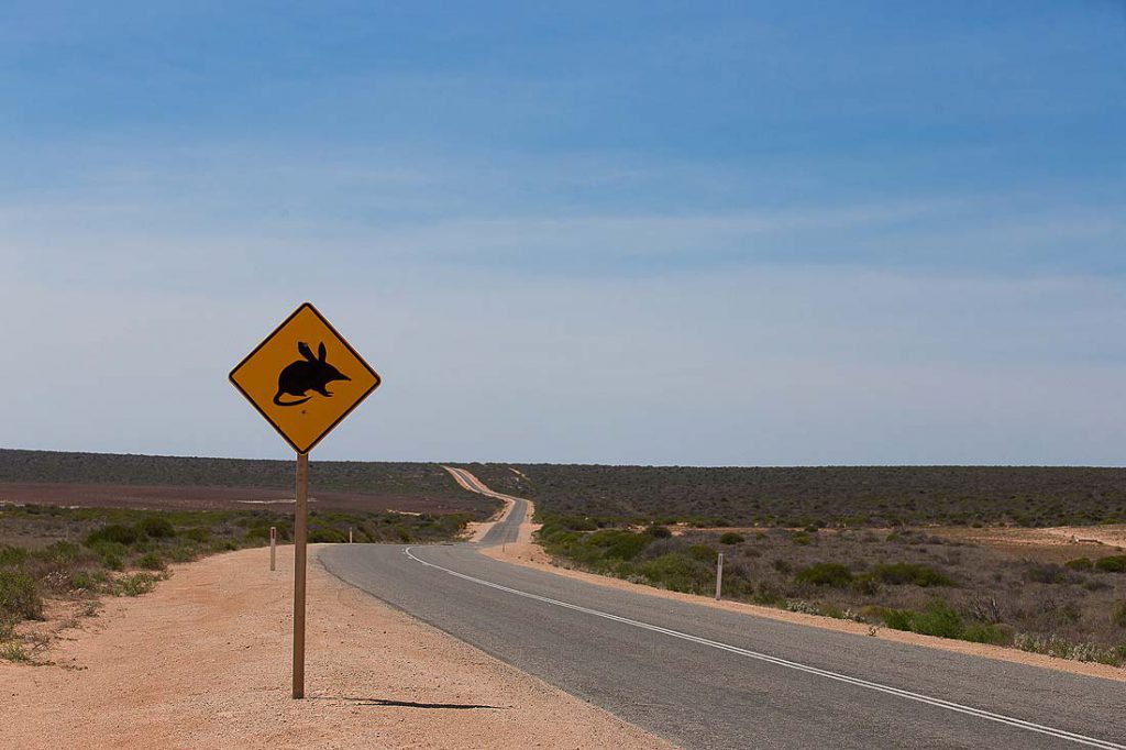 Roadsign Bilby Australien