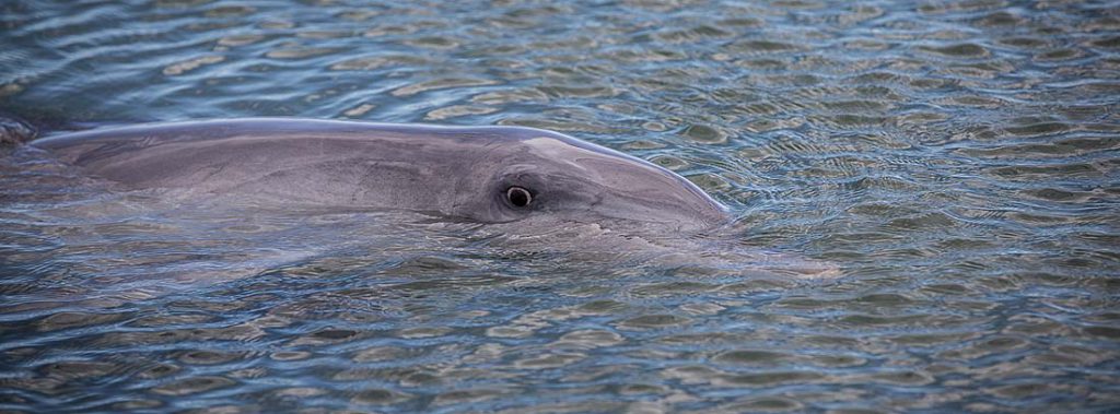 Delfin Auge Australien