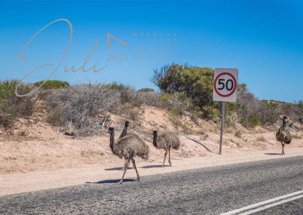 Emus laufen auf der Straße in Australien