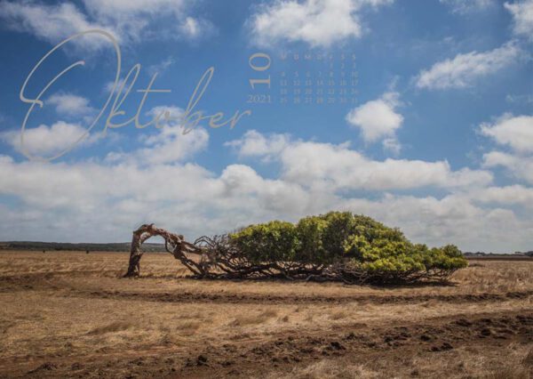 liegender Baum in Australien