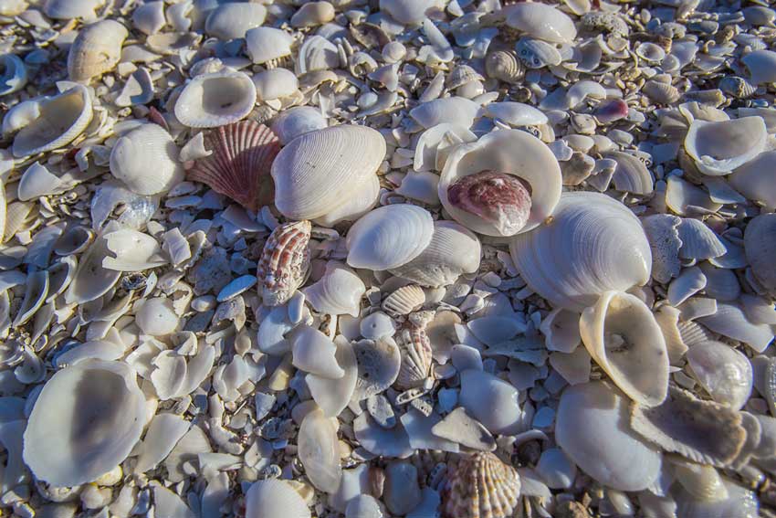 Shell Beach, West Australien viele Muscheln am Strand