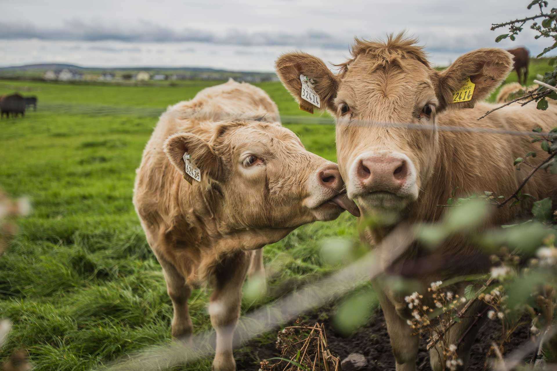 Irland-Kühe-Cliffs-of-Moher