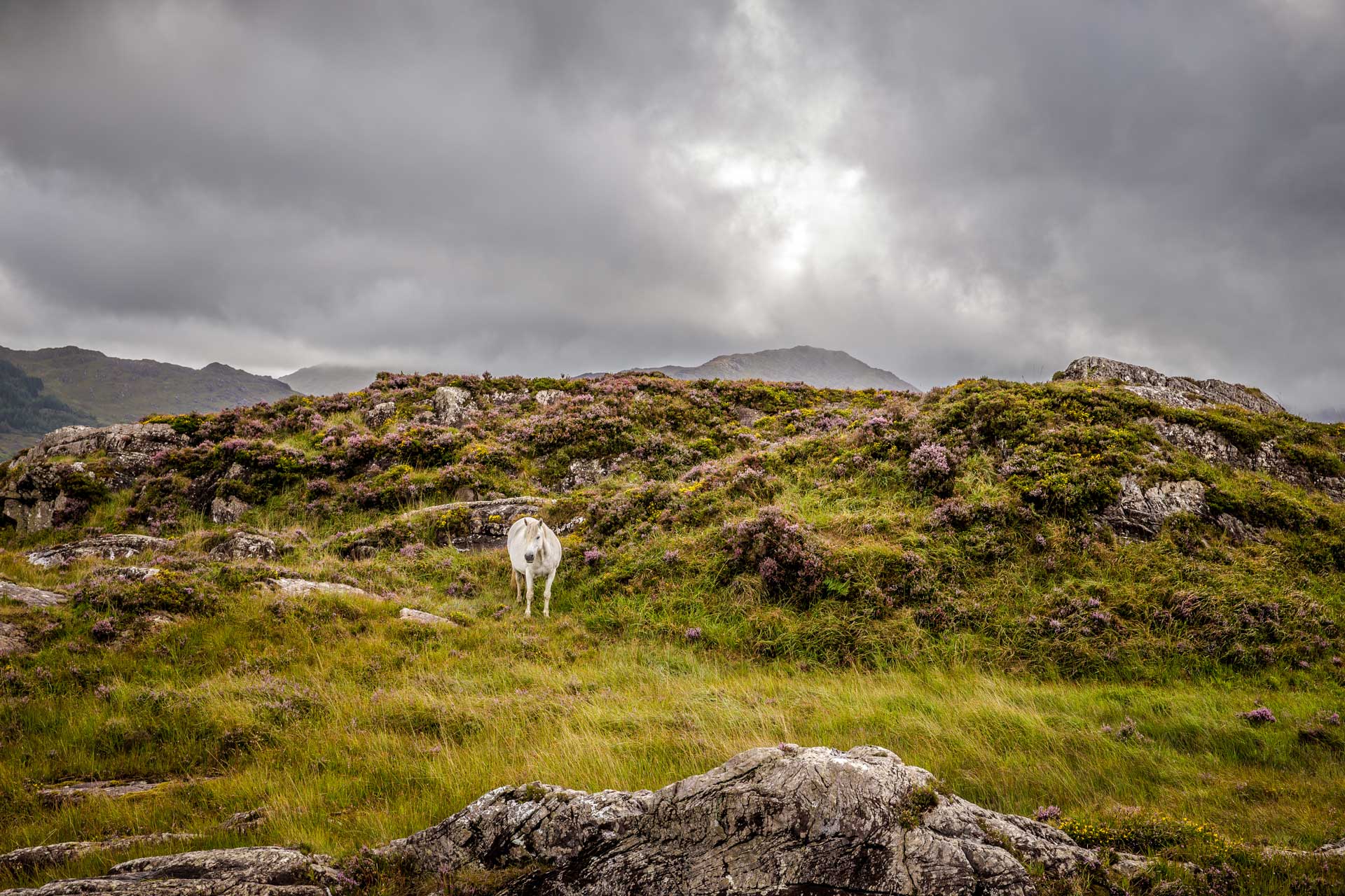 weißes Pferd in der Landschaft von Irland