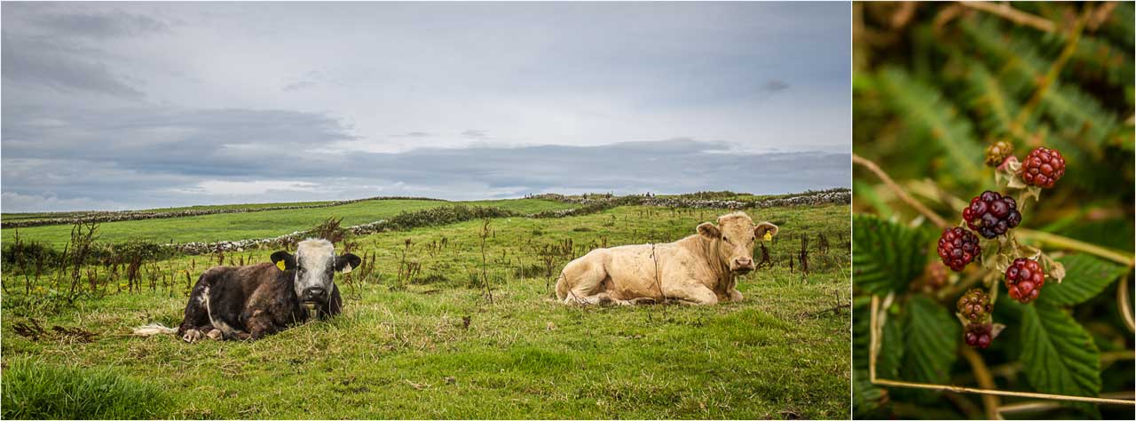 Irland-Weg-Cliffs-of-Moher