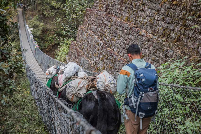 Hängebrücke mit einem Träger und Yaks in Lukla in Nepal