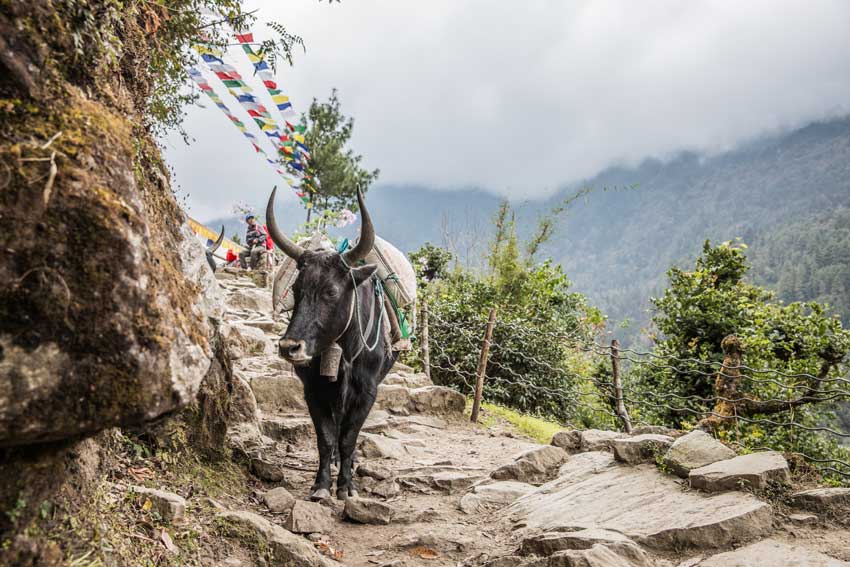 schwarzes Yak und bunte Gebetsfahnen in Lukla in Nepal