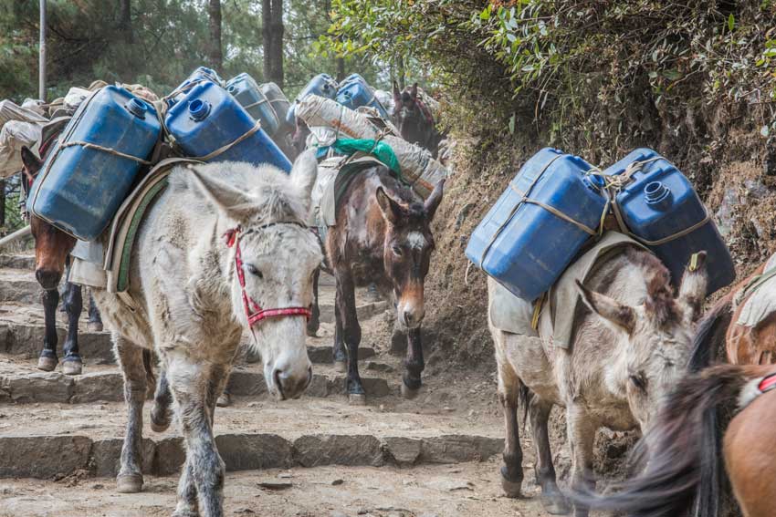 Maulesel transportieren blaue Wasserkanister in Nepal