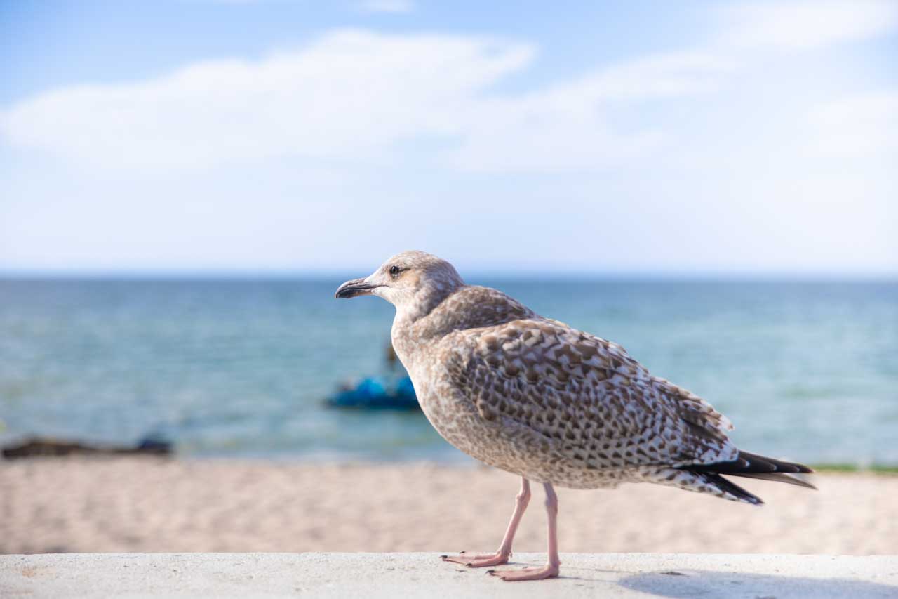 Junge Möwe auf der Insel Hel in Polen