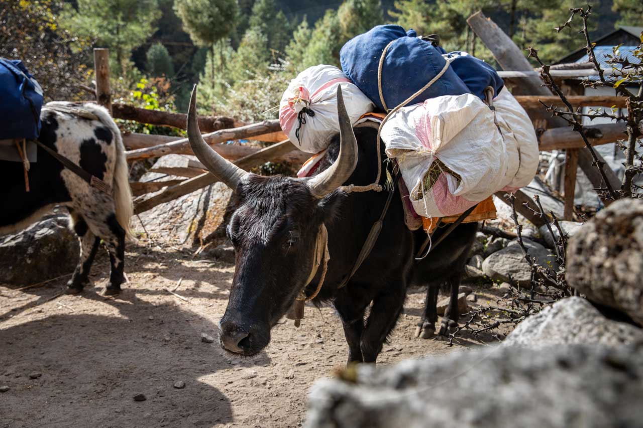 beladenes-Yak-in-Nepal