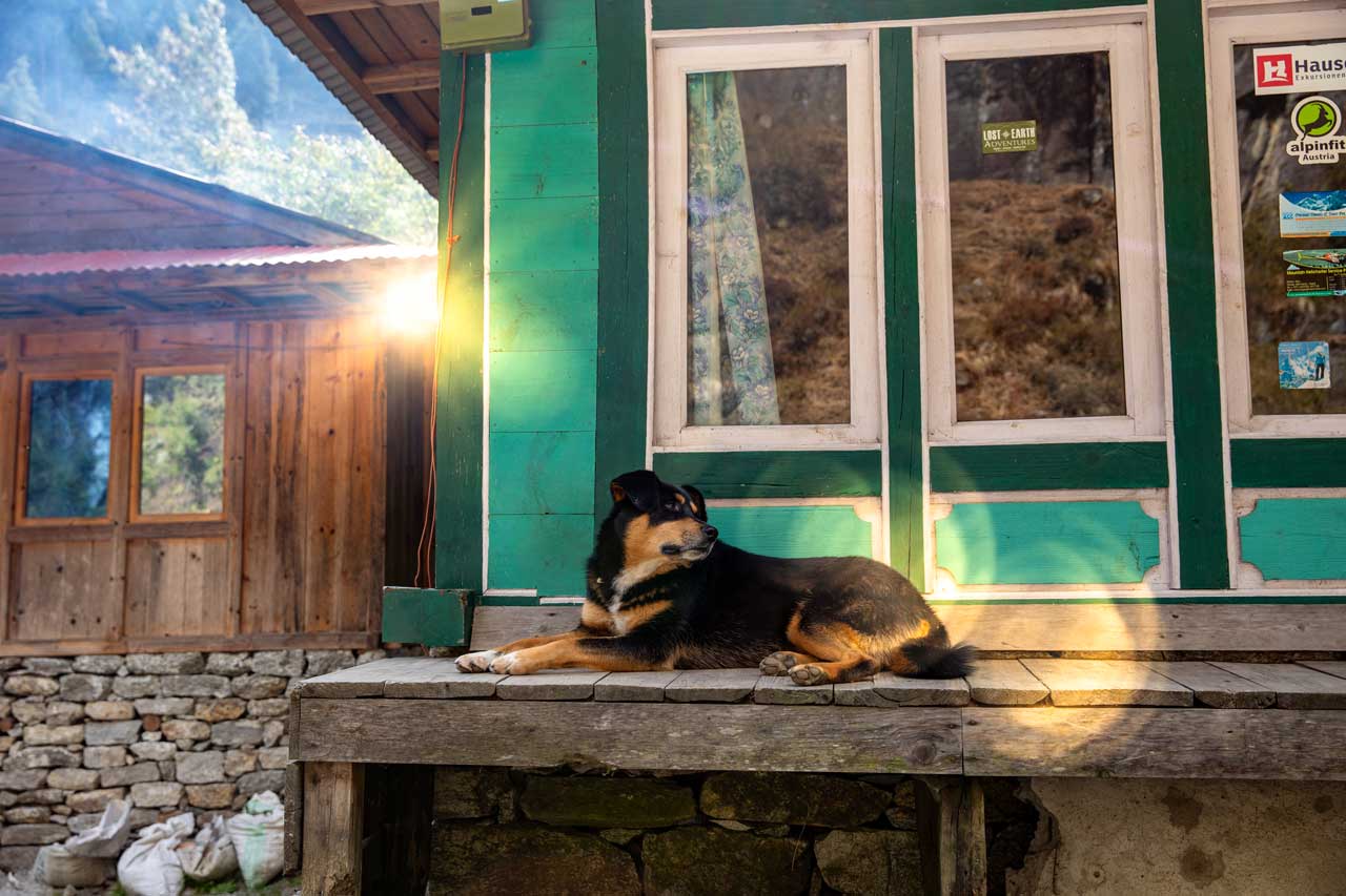 Hund-liegend-auf-einer-Bank-in-Nepal