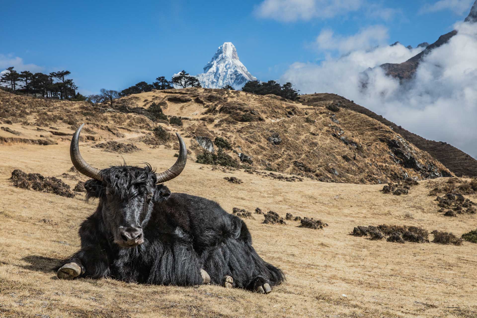 Erklimme die 8.000 er schwarzen Yak in Nepal vor dem Ama Dablam