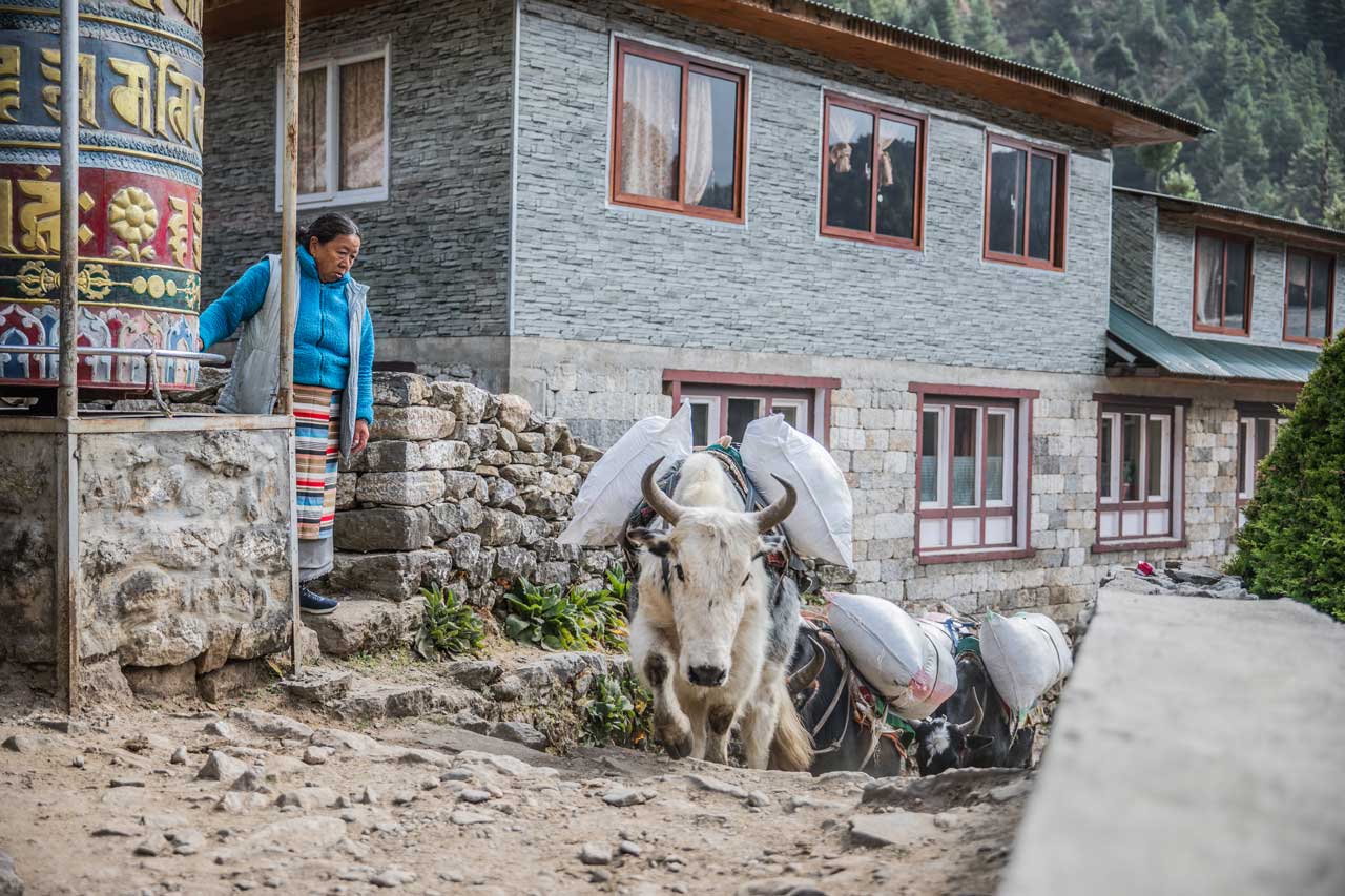 weißes Yak in Nepal mit nepalesischer Frau an der Gebetsmühle