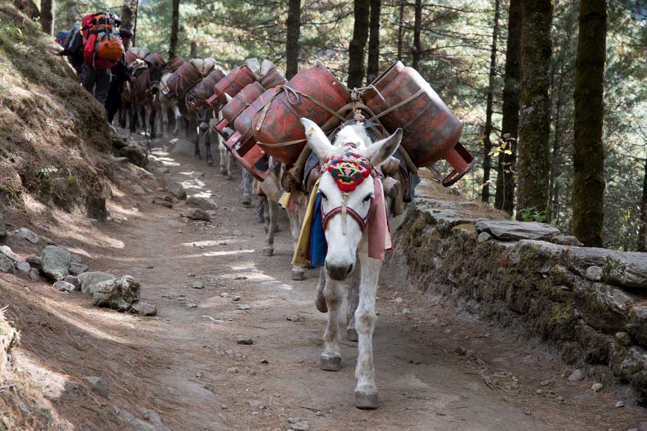 Maulesel transportieren Gasflaschen auf dem Weg nach Namche Bazar