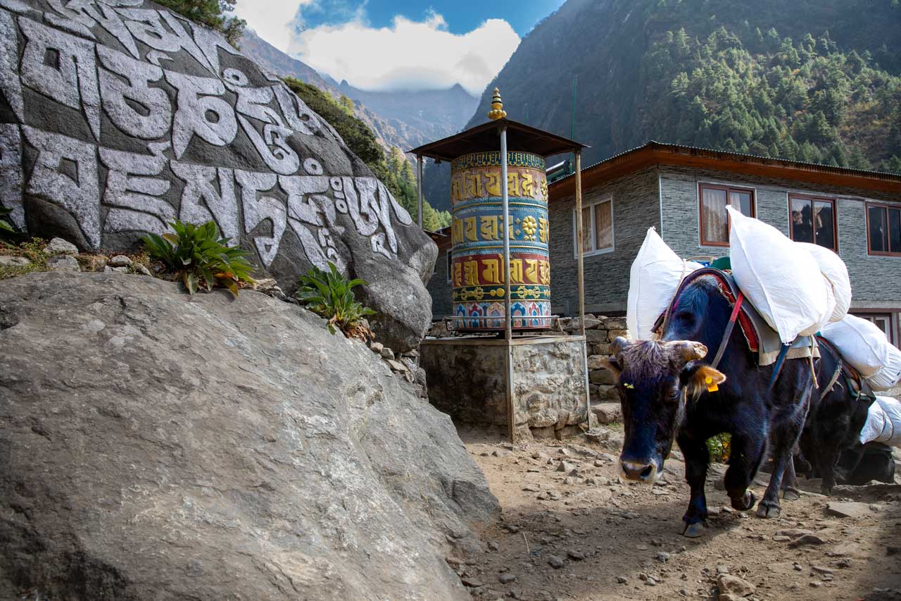 schwarzes-Lasten-Yak-vor-einer-Gebetsmühle