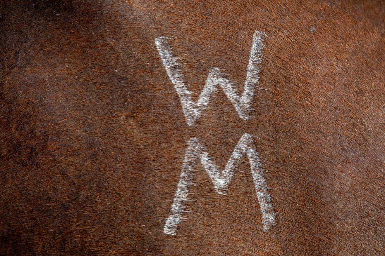 Brandzeichen WM auf braunem Pferd