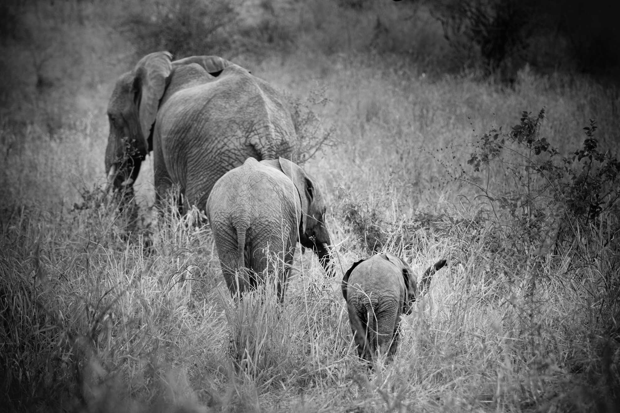 Elefanten Familie in der Savanne von Afrika