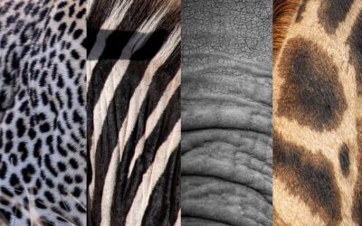 Tierisch kurios: 50 spannende Fakten über Afrikas Tiere