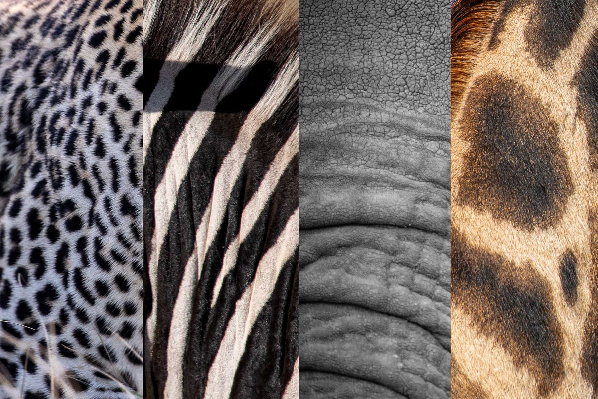 Collage aus Fellstruktur von Leopard, Giraffe, Zebra und Elefant