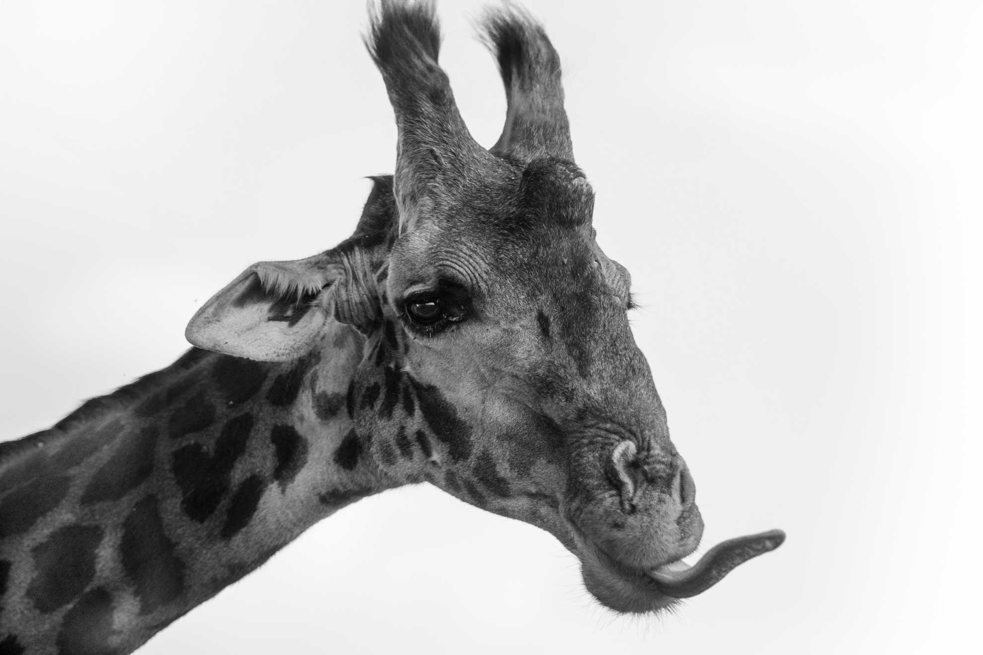 Giraffe in schwarz weiß streckt Zunge raus in Tansania Afrika