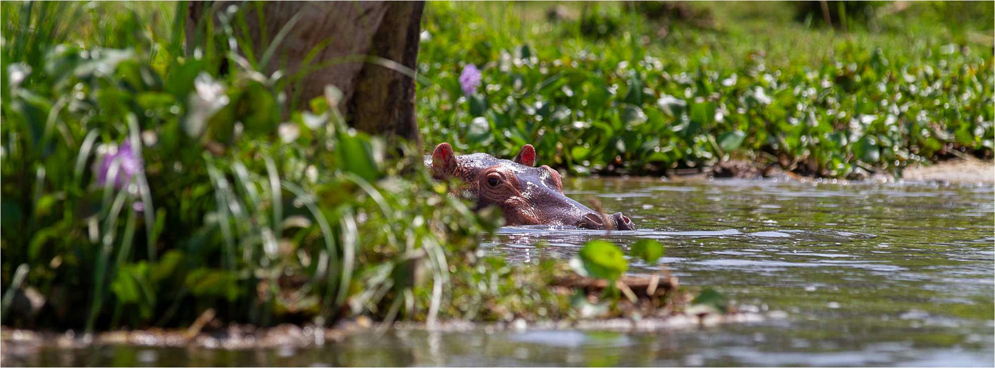 Nilpferd liegt im Wasser im Nil von Uganda