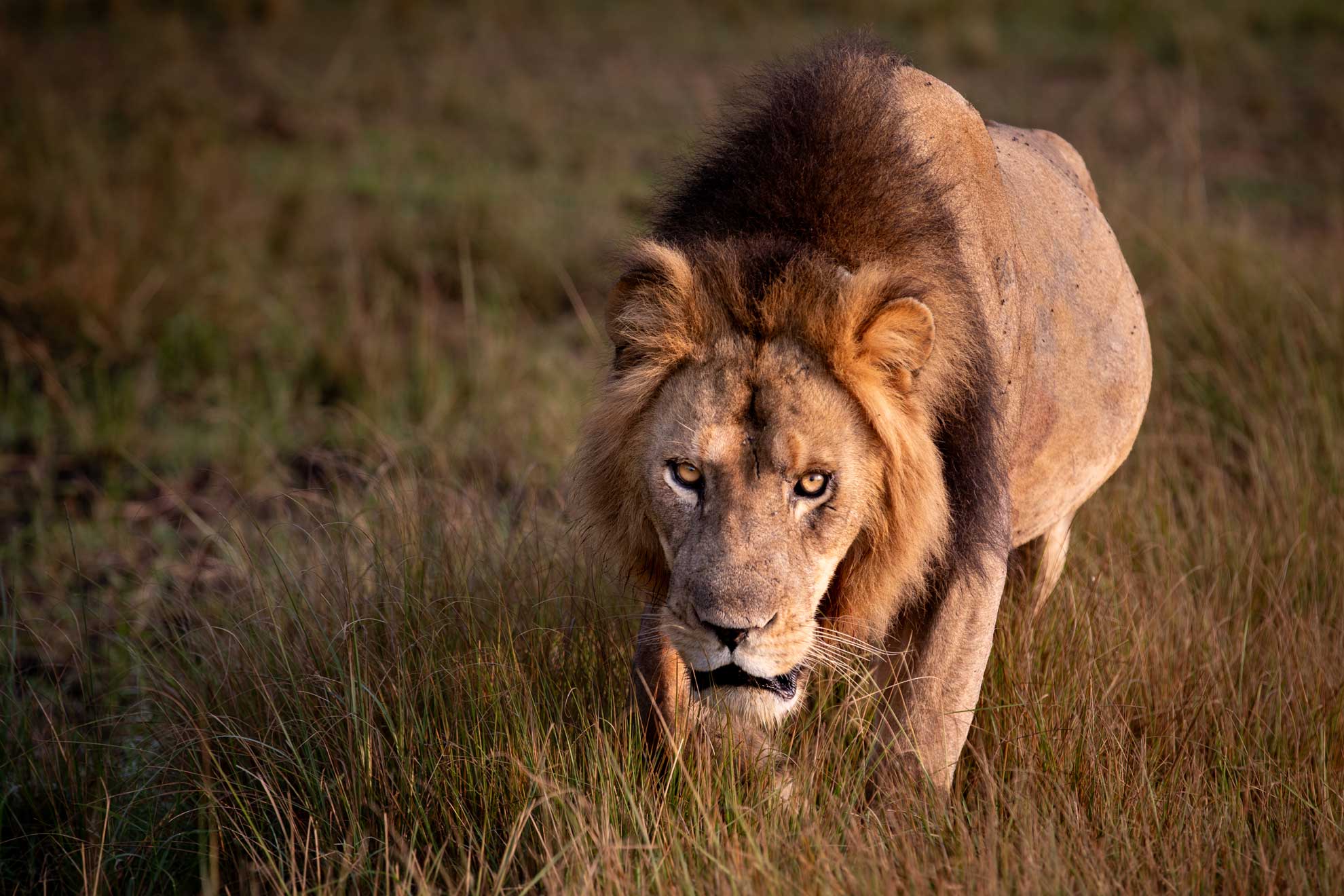 Löwe-im-Queen-Elisabeth-Park-Uganda
