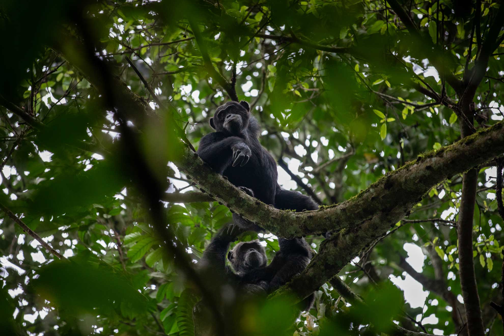 Schimpansen im Baum beim lausen im Regenwald von Uganda