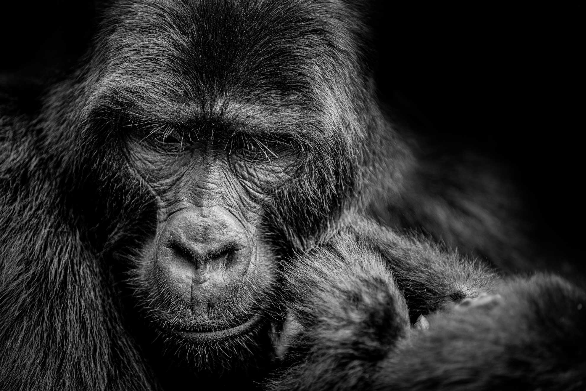 Portrait von einem Gorilla in schwarz weiß m Regenwald von Uganda