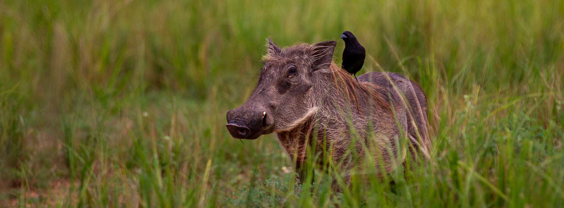 Warzenschwein im Gras mit Vogel auf dem Rücken in Afrika