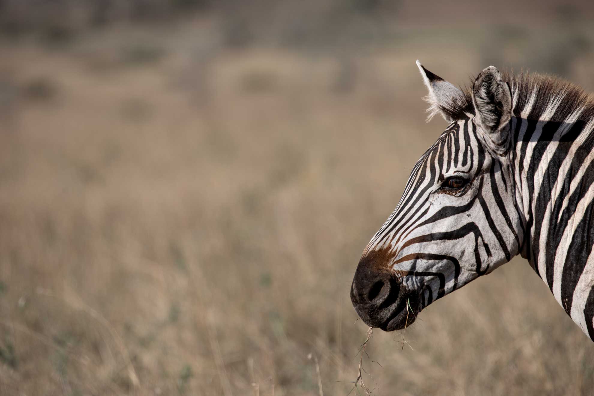 Zebra Kopf in Afrika
