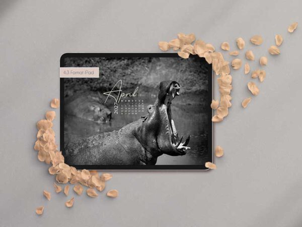 Nilpferd mit offenem Mund gähnend im Wasser in Afrika als Bildschirmhintergrund auf einem iPad