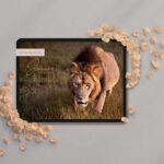 Wallpaper iPad Löwe in der Savanne von Afrika