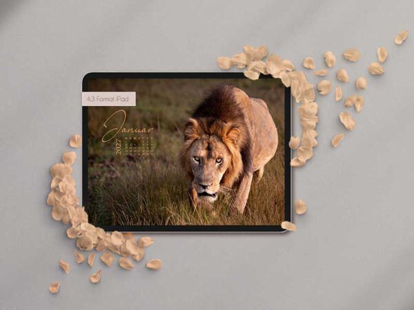 Wallpaper iPad Löwe in der Savanne von Afrika