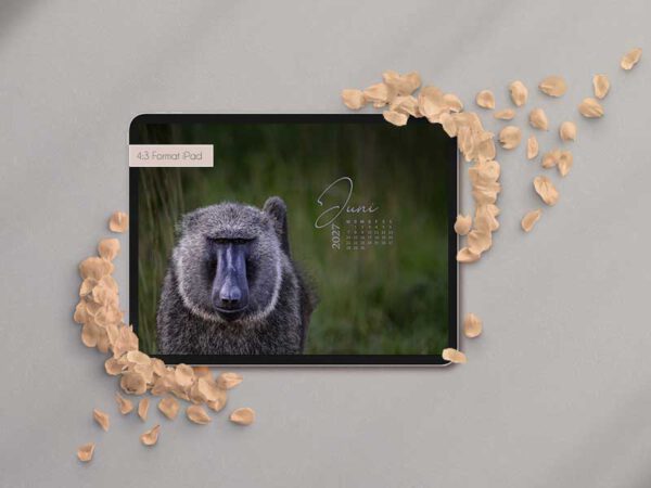 Wallpaper Juni Kalender 2027 – Dein Kalender für den Bildschirm 5 Portraitfoto von einem Pavian im Gras als Wallpaper auf einem iPad mit Kalender