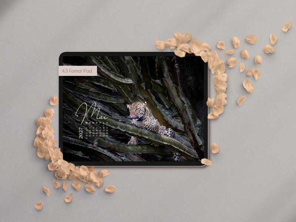Wallpaper Mai Kalender 2027 – Dein Kalender für den Bildschirm 5 Leopard im Baum leckt sich das Maul in Afrika als Bildschirmhintergrund auf dem iPad mit Kalender