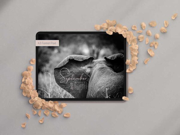 Elefantenohr von hinten als Kalender Wallpaper auf dem iPad