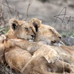 Zwei Löwenbabys beim Kuscheln als Motiv des Afrika Wandkalenders 2027