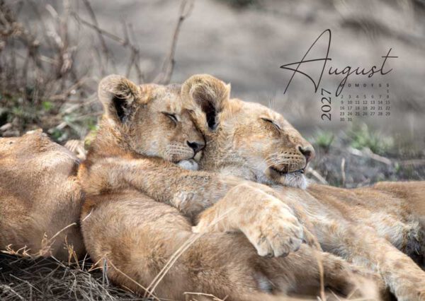 Zwei Löwenbabys beim Kuscheln als Motiv des Afrika Wandkalenders 2027