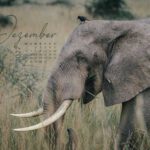 Seitliches Porträt eines afrikanischen Elefanten mit imposanten Stoßzähnen im Afrika Kalender 2027