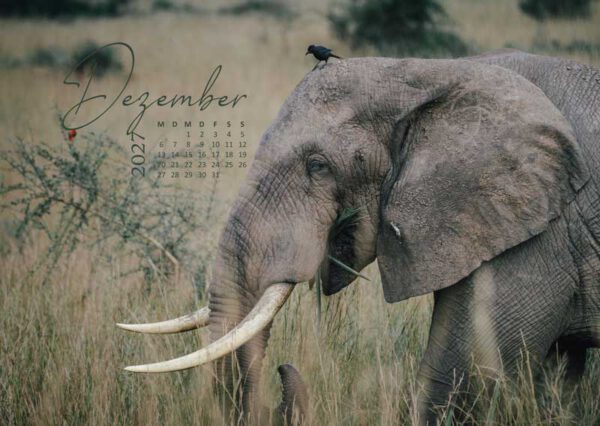 Seitliches Porträt eines afrikanischen Elefanten mit imposanten Stoßzähnen im Afrika Kalender 2027