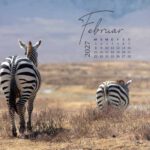 Zebra in der Savanne von Afrika Serengeti auf dem Wand Kalender 2027