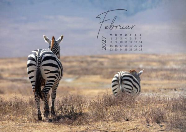 Zebra in der Savanne von Afrika Serengeti auf dem Wand Kalender 2027
