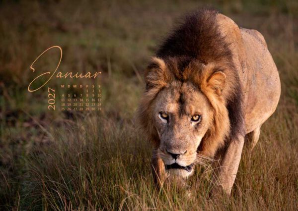 Löwe in der afrikanischen Savanne im Afrika Kalender 2027 auch als Wallpaper