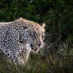 Leopard auf der Pirsch in Afrika im Kalender 2027